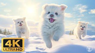 Baby animals (4k Ultra HD) - funny wild cute animals to relaxing music