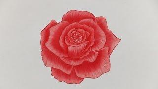 How to Draw A Rose with Color Pencils