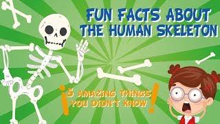 The Human Skeleton: AMAZING FUN FACTS | Educational Videos For Kids