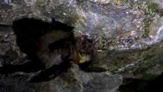 Complex-Toothed Flying Squirrel in the Wild, Sichuan, China