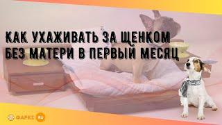 Как ухаживать за щенком без матери в первый месяц