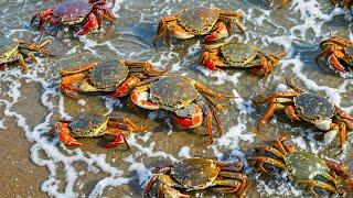 59 crabs with ”red nails” came ashore in groups. The fishermen said it was a bad omen. A Cong quick