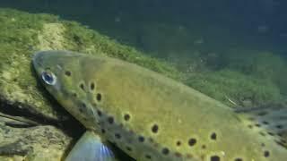 Night diving the cold Monocacy creek!