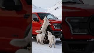 Three white wolves' heroic act saves a car driver from danger