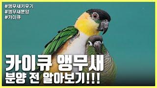 [Raising a parrot] Are you curious about the Caique parrot?