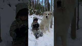 MASSIVE GOOD BOY AND HIS BEST FRIEND - Our Great Pyrenees LGD #shorts