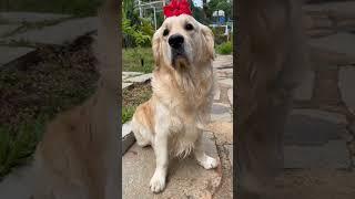 Tell me?? #timo #dog #goldenretriever #trending #viral #reels #shorts #short