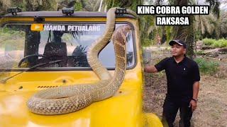 THIS IS THE LEGENDARY GIANT KING COBRA | KING COBRA | SNAKE | ADVENTURE MANDA