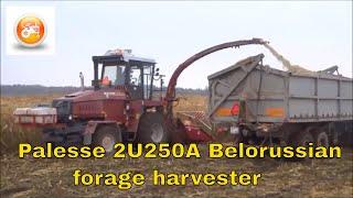 Gomstelmash Palesse 2U250A Belorussian forage harvester in action