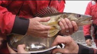 Top 10 Walleye Fishing Lakes in West Virginia