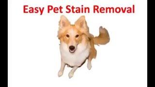 Pet Odor Removal Specialist in Wilbraham