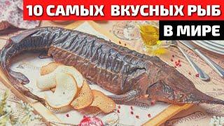 Топ 10 Самой Вкусной и Полезной Рыбы в Мире | Самая Вкусная Рыба | Самая Полезная Рыба