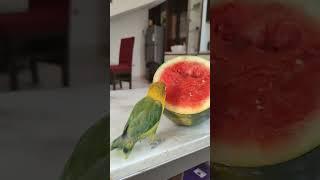 Parrot eating #shorts #jaishugowrivlog #viral