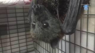 Flying-Fox eats banana:  this is Rosemary