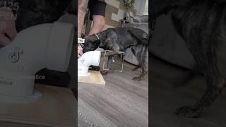 Puppy imprinting on NARCOTIC ODOR  #narcotic #fyp #reels #dutchshepherd #dogs #doggo