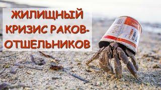 Hermit Crabs Face Housing Crisis | Homeless Hermit Crabs | Hermit Crabs Who Live In Trash