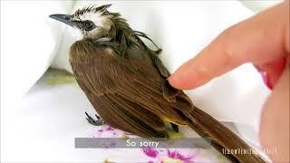 Yellow-Vented Bulbul angry after shower