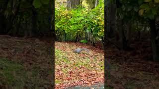 Mr Squirrel ️