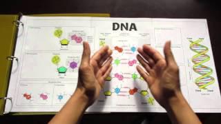 Big DNA Foldable by Tangstar Science