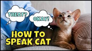 8 Easy Ways to Speak to Your Cat