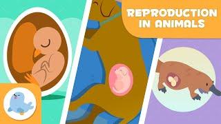 REPRODUCTION IN ANIMALS  SEXUAL and ASEXUAL  OVIPAROUS, VIVIPAROUS, OVOVIPAROUS