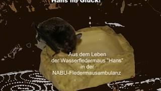 Wasserfledermaus Hans im Glück wmv