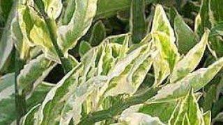 Pedilanthus plant/ Devil's backbone/ #variegated/ #How_to #repotting Pedilanthus plant/#gardentips