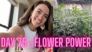 DIY WEED INSIDE | FLOWER STAGE