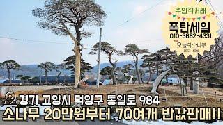 저희 집 소나무 20만원부터 드립니다.  개인직거래 소유주 010-3662-4331