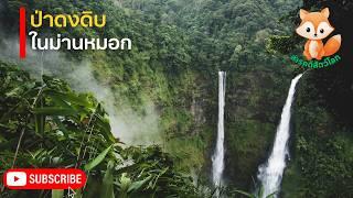 สารคดีสัตว์โลก ป่าดงดิบในม่านหมอก สำรวจอาณาจักรสัตว์โลกสุดลึกลับ สารคดีสัตว์โลกน่ารู้