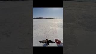 Chasing a Goose on Snow – Got It! #chasse #hunting #охота #goose #geese #duck #Snow #goosehunting