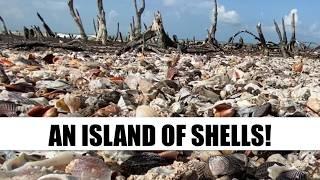 Post storm shelling in Florida. Tropical Storm Debby left behind so many seashells!