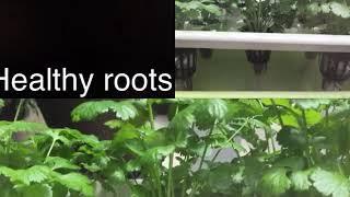 Kratky Method! My Coriander Update - CRS Hydroponics Enterprises