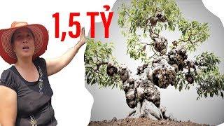 Cây cảnh kỳ lạ, đang hô bán đấu giá 1,5 tỷ đồng II ĐỘC LẠ BÌNH DƯƠNG I Độc đáo nhất VN