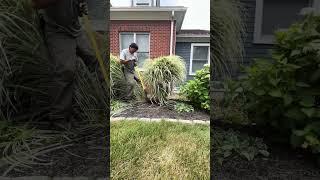 #4Work with me. Ornamental grass removal. #work #landscaping #shorts #youtubeshorts