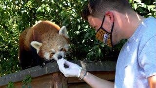 Animal Experiences at Paradise Wildlife Park