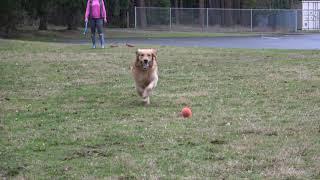 Murphy plays fetch