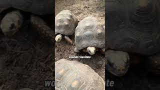 Red-foot Tortoise Hatchlings! #Tortoise #Hatchling