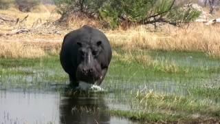 Wading Hippo