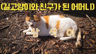 길고양이와 친해진 우리 어머니