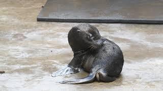 First-Ever Sea Lion Pup Born at Point Defiance Zoo & Aquarium