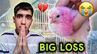 My Chicks Are No More  | Big Loss  | Ibrahim Asim Vlogs  | Sad News 