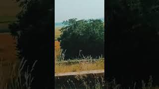 Nature of Odisha#shortsviral #ytstudiyo #nature #odisha #shorts #naturelovers #music #hindisong