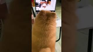 Katie is barking looking at the dog on youtube