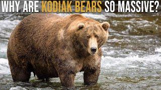 Why are Kodiak Bears So Massive?