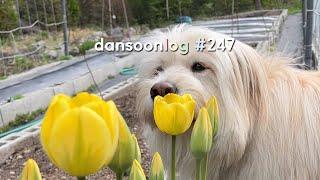 Korea's spring country life vlog 247) Flowering April