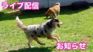 【保護犬達の楽園】姉妹チャンネルのお知らせ