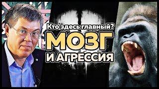 Агрессия и мозг: самое важное