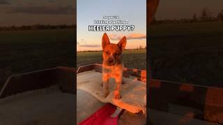 Mini velociraptors aren’t for the faint hearted  #heelerpuppy #redheelerpuppy #puppiesofyoutube