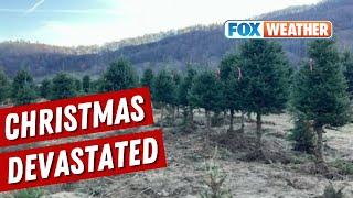 North Carolina Christmas Tree Farm Suffers Damage From Helene